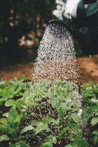 A gardener waters the plants.