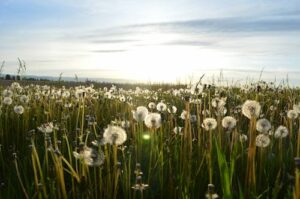 Dandelions growing in a lawn.