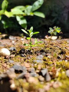 Weeds are growing in the gardens.